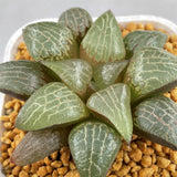 Haworthia Comptoniana Cowebbing