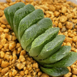 Haworthia Truncata Green