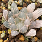 Haworthia Yamada Black Reverse variegated Dreamy Color