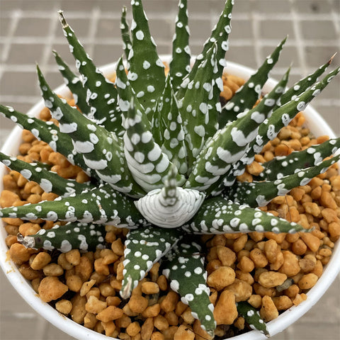 Haworthia Hard Leaf Zebra