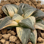 Haworthia Nigra variegated Medium Size