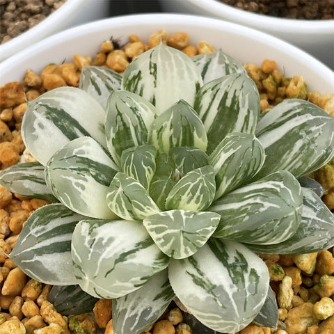 Haworthia Obtusa 'Marin' Variegated