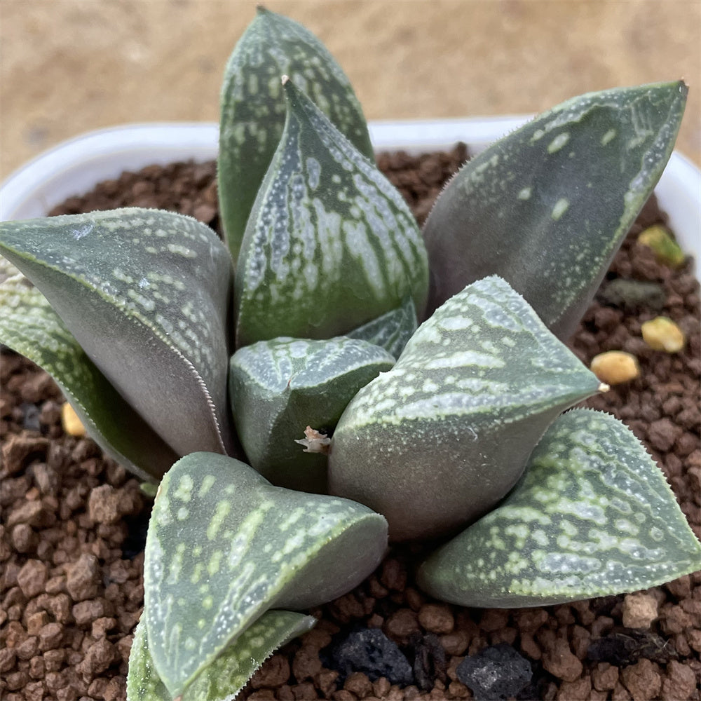 ウルグアイ産！幸運アメジスト特大ハートタイチン共生カルサイトN95 ウルグアイ産！幸運⭐アメジスト特大ハート⭐タイチン共生⭐カルサイト