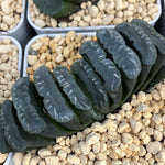 Haworthia Truncata 'Black'