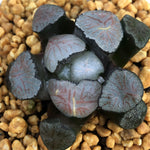 Haworthia Maughanii 'Kyoaburi'