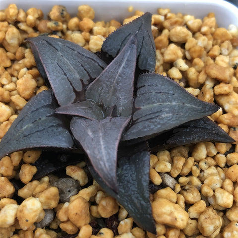 Haworthia Badia 'Sensui'