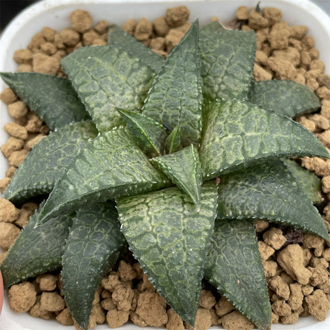 Haworthia Hard Leaf Dragon King