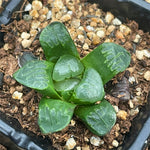 Haworthia Correcta small size ones for sale