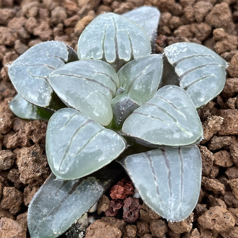 Haworthia Comptoniana 'Emerald Tiger' Other