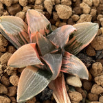 Haworthia Correcta variegated
