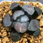 Haworthia Maughanii 'Kyoaburi'