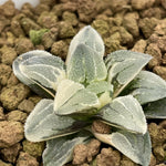 Haworthia Pygmaea West Lake Variegated