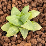 Haworthia Original Pygmaea variegated Small size plat from offsets