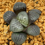 Haworthia Makai Other