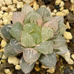 Haworthia Ghost Variegated