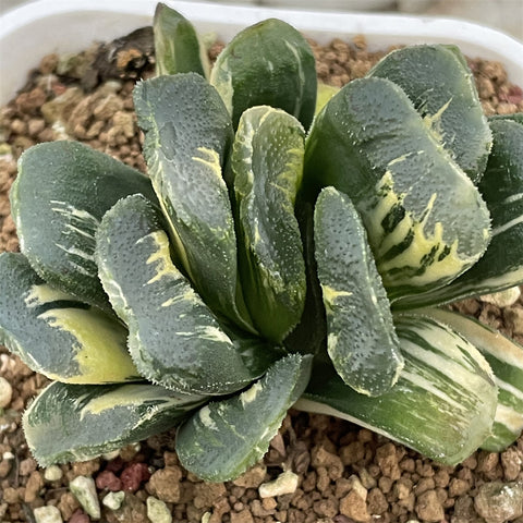 Haworthia Seiko Dark Variegated