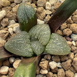 Haworthia Bayeri 'Butterfly Shadow' small size 4cm