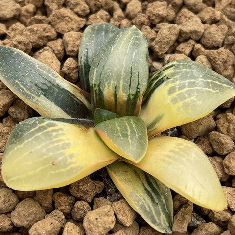 Haworthia Moonlight variegated plant from seeds