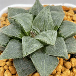Haworthia 'Wax Gourd' 'KA-1' Other