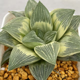 Haworthia 'Milky Way' Variegated