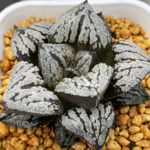 Haworthia Kyo-no-Koi Other