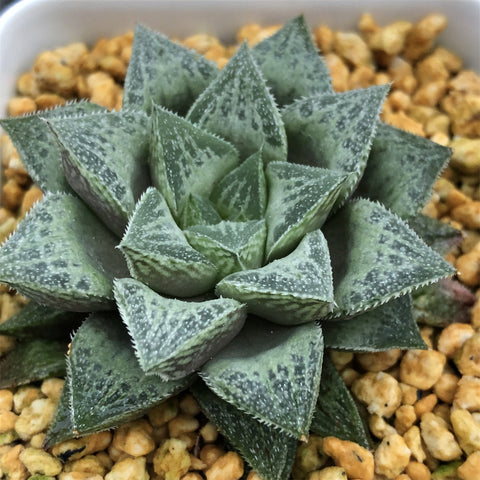 Haworthia 'Sasameyuki' other