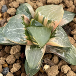 Haworthia Correcta variegated