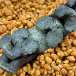 Haworthia Truncata Black Emperor