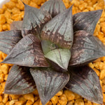 Haworthia Taketora Other