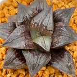 Haworthia Taketora Other