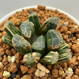 Haworthia Maughanii Variegated Plant from offsets