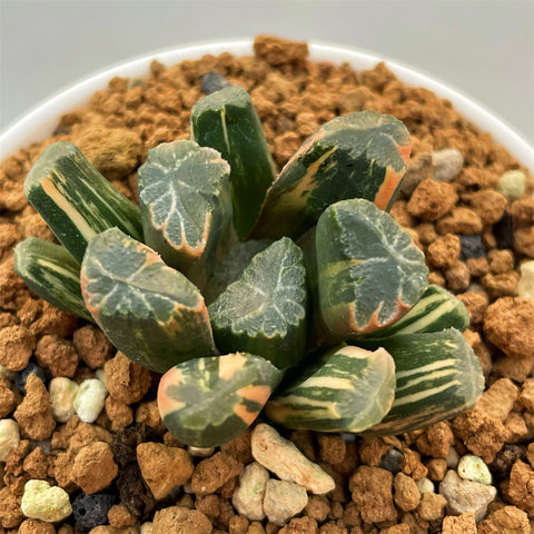 Haworthia Maughanii Variegated Plant from offsets