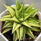 Haworthia Manda's Hybrid Variegated