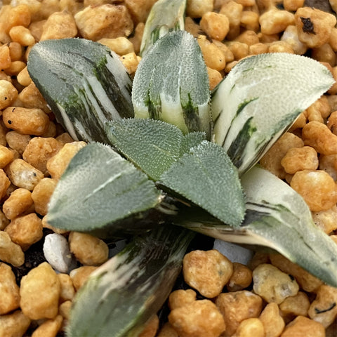 Haworthia Pygmaea Pine Variegated