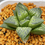 Haworthia Tutankhamen