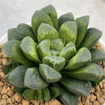 Haworthia Hybrid Popular