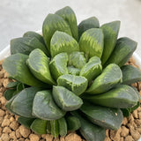 Haworthia Hybrid Popular