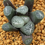Haworthia Maughanii 'Silver Tiger'