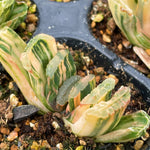Haworthia Truncata Super Green Variegated
