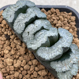 Haworthia Truncata 'Sharaku' Big size