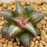 Haworthia Hard Leaf 'Old Folks' Medium Size 5cm