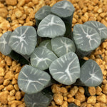 Haworthia Maughanii Blue Aurora
