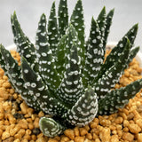 Haworthia Hard Leaf Donuts