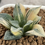 Haworthia Comptoniana variegated