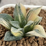 Haworthia Comptoniana variegated