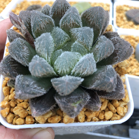 Haworthia Venusta Other