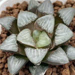 Haworthia Correcta