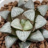 Haworthia Correcta