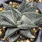 Haworthia Hard Leaf Limifolia 'Striata' Small Size