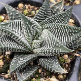 Haworthia Hard Leaf Limifolia 'Striata' Small Size